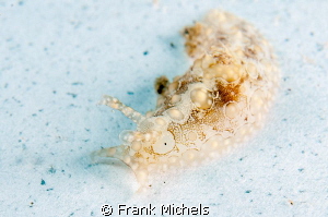 Petalifera ramosa

Smal Slug all about 4-7 mm

Nikkon... by Frank Michels 